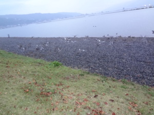 湖岸の芝生のあらゆる場所に沢山のカモ達。カメラを構えたら飛び立ってしまいました・・・