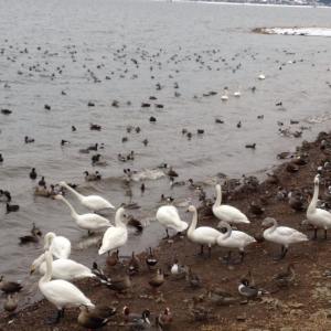 10544414_587692594700649_8387803923687919579_n