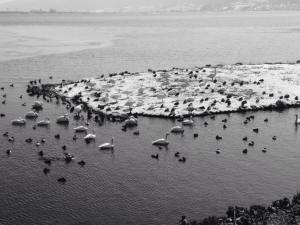 10994473_597160367087205_4965712060204795283_n