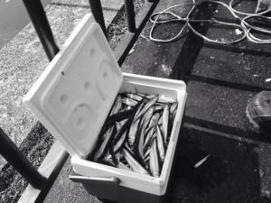 1975153_597160327087209_2438733213978419696_n